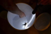 A hand is pointing towards a tarantula in a plastic bucket illuminated by a flashlight